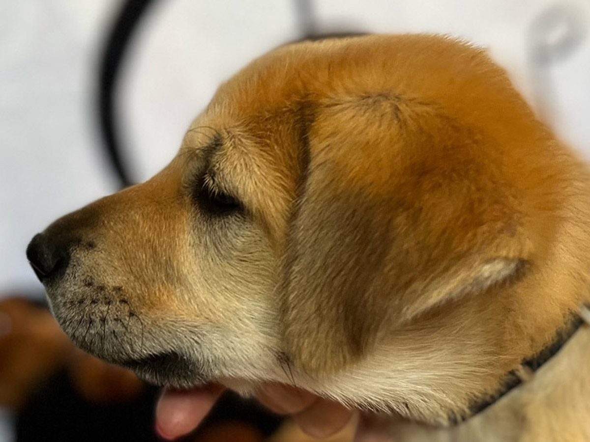 chinook puppy